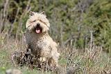 CAIRN TERRIER 291